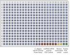 miRNome miScript miRNA PCR Array and miScript miRNA HC PCR Array layout for plate formats E, G.
